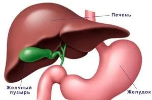 Unde este vezica biliară în anatomia umană, localizarea, structura