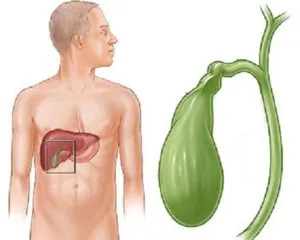 Къде е жлъчния мехур в човешката анатомия, местоположение, структура