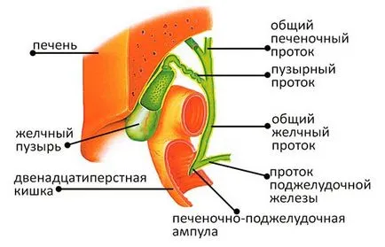 Unde este vezica biliară în anatomia umană, localizarea, structura