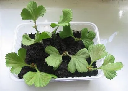 plantare Geranium, de îngrijire, de reproducție