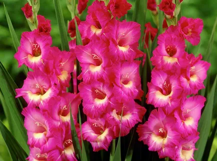 Gladiolus засаждане и грижи в Сибир