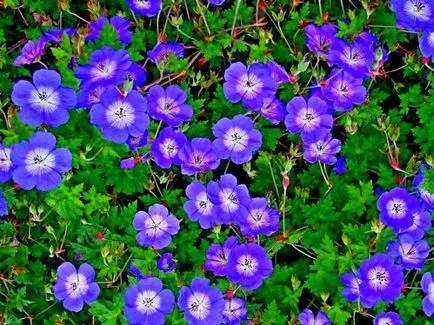 plantare Geranium, de îngrijire, de reproducție