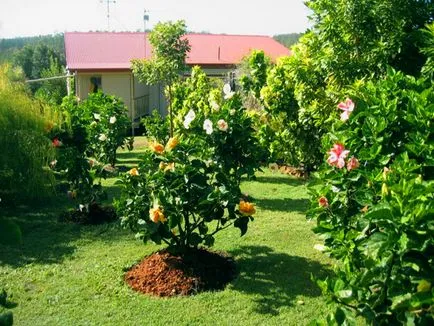 Hibiscus de plantare de grădină, de propagare și de îngrijire