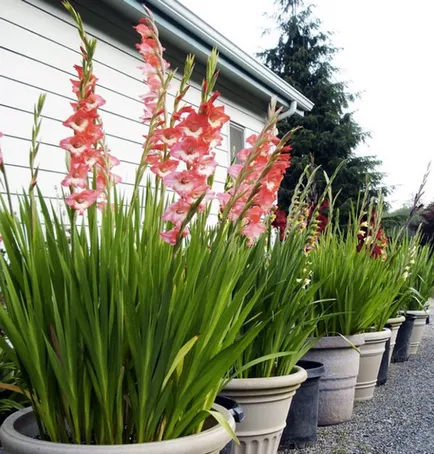 plantare Gladiole și de îngrijire în Siberia