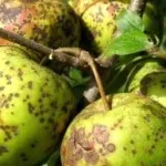 boala frunzelor Pear și tratament