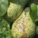 Pear заболяване листа и третиране