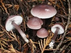 Гъби Psilocybe (лат Psilocybe)