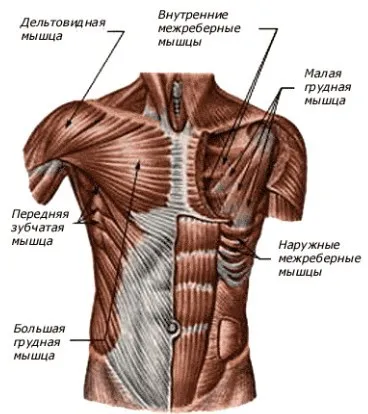 Гръдни мускули - обучение за простосмъртните