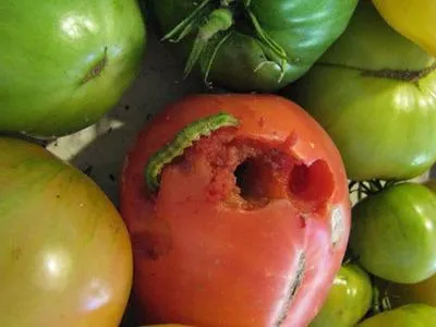Omizile pe tomate în seră ca o tehnici eficiente de luptă și metode de manipulare