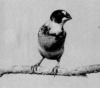Illustrated Enciclopedia de păsări (ganzak yang)