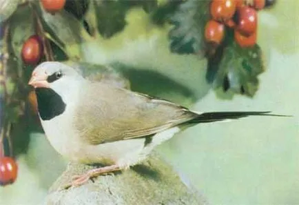 В Илюстрирана енциклопедия на птиците (ganzak ян)