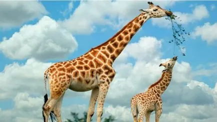 fapte interesante despre girafe - lumea sălbatică sălbatice