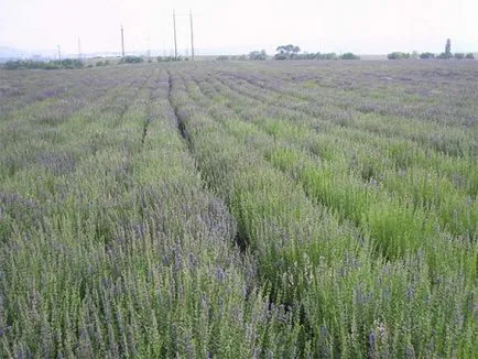 Isop (albastru Hypericum) și proprietăți medicinale utile, contraindicații