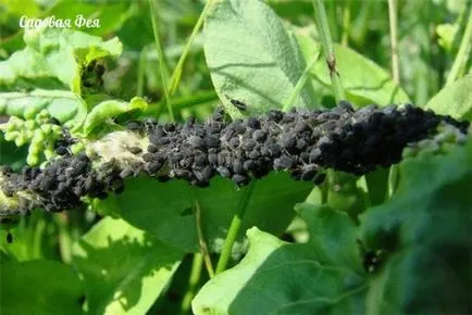 Cum să se ocupe de afide negre - totul despre flori și grădinărit