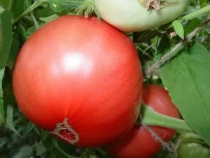 Какви са домати (домати), както и какво да търсите при закупуване на семена, всичко за