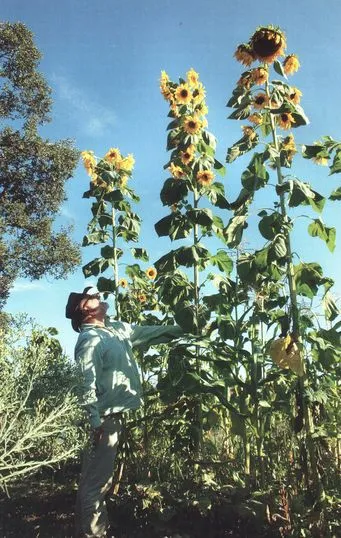 Ce plante va ajuta să găsească apă