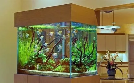 Meddig él akvárium garnéla