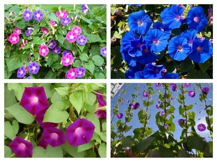 Ce fel de flori la plante pe balcon și loggie fotografii, videoclipuri, sfaturi