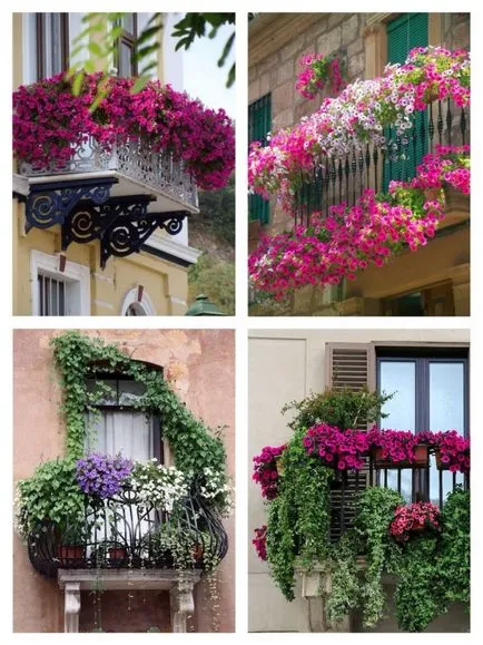 Ce fel de flori la plante pe balcon și loggie fotografii, videoclipuri, sfaturi