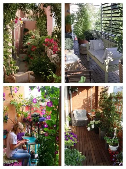 Ce fel de flori la plante pe balcon și loggie fotografii, videoclipuri, sfaturi