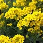 Мімоза - опис, лікувальні властивості, рецепти (яких входить мімоза) Мімоза - опис, лікувальні властивості, рецепти