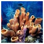 Мочалки з морських губок (морських) Мочалки з морських губок