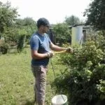Багаторічні чагарники квітучі все літо