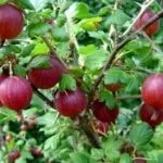 Багаторічні чагарники квітучі все літо