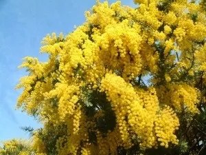 Мімоза - опис, лікувальні властивості, рецепти (лікувальні) Мімоза - опис, лікувальні властивості, рецепти