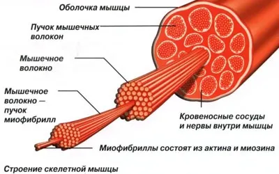 М'язи - медичні науки