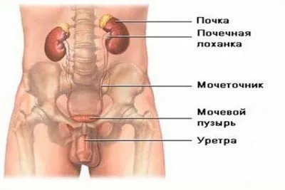 Сечовий міхур з якого боку знаходиться (сторони) Сечовий міхур з якого боку знаходиться