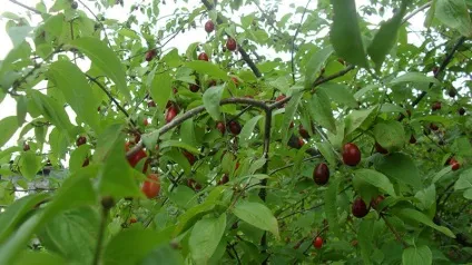 Багаторічні чагарники квітучі все літо