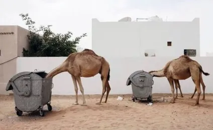 МОЗ ОАЕ попереджає про вірус mers