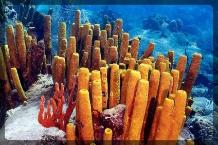 Мочалки з морських губок (губки) Мочалки з морських губок