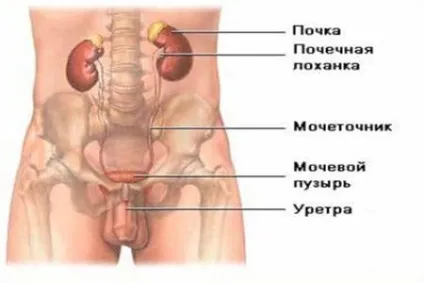 Сечовий міхур у чоловіків розташування, обсяг і хвороби (симптоми і лікування) (міхур) Сечовий міхур у чоловіків розташування, обсяг і хвороби (симптоми і лікування)