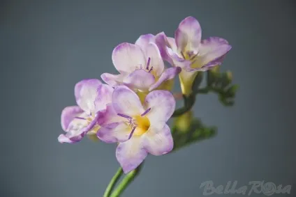Мк фрезия - експрес