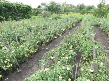 Ми живемо в селі, тому у нас свій город (город) Ми живемо в селі, тому у нас свій город
