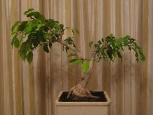 Mivel a Ficus hogy szép bonsai