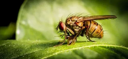 Cum să scapi de muște mici negre (Drosophila) în bucătărie