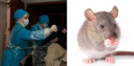 Cum să scapi de șoareci într-un apartament pentru totdeauna