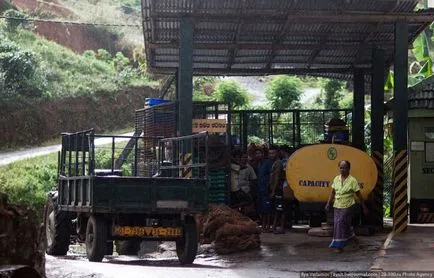 Amint azt a tea Sri Lanka (66 kép)