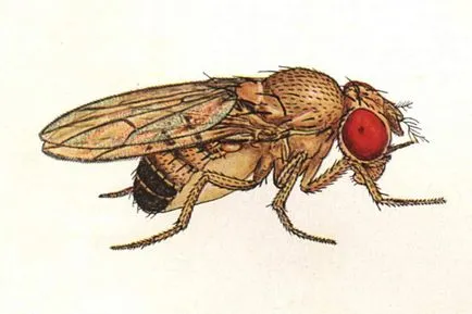 Cum să scapi de muște mici negre (Drosophila) în bucătărie