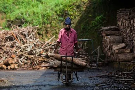 Amint azt a tea Sri Lanka (66 kép)