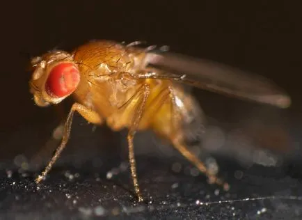 Hogyan lehet megszabadulni a kis fekete (Drosophila) a konyhában