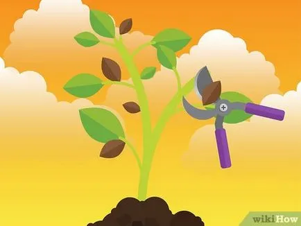 Как да се отървем от мухъл за стайни растения