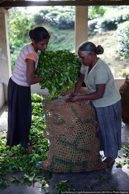 Așa cum a făcut ceai din Sri Lanka (66 poze)