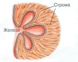 Как може бързо да се лекува простатит при мъжете