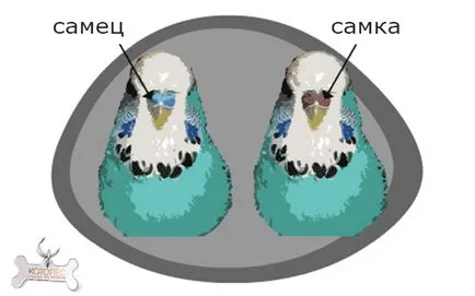 Cum de a identifica o femeie perus toate căile