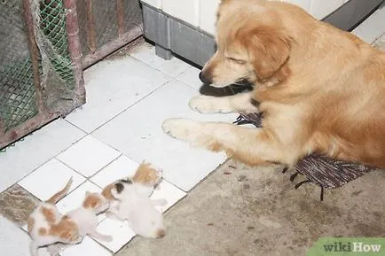 Hogyan lehet azonosítani hamis terhesség kutyák