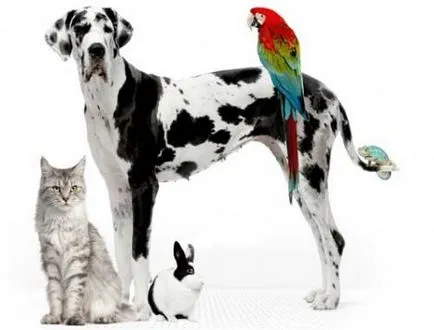 Cum de a comunica cu pisici la alte animale, toate animalele de companie despre